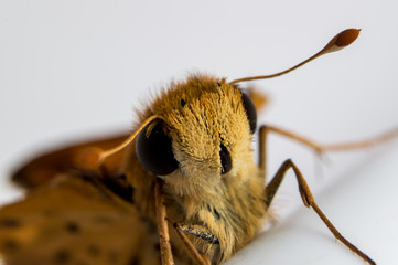 Close up photo of a skipper butterfly