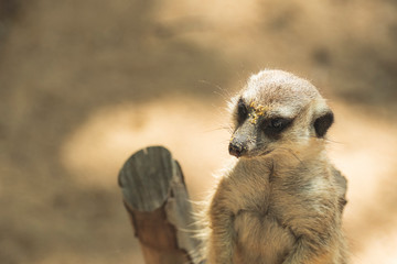 Brown meerkat african mammal face portrait