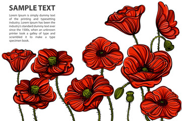 Hand drawn red poppies. Vector illustration with space for text. Floral element design for banners, posters, greeting cards and other items.