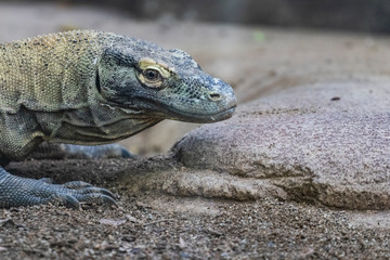 Komodo dragon dangerous reptile head portrait resting on a stone