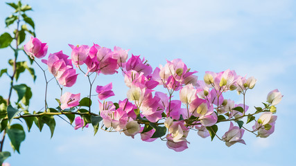 Close up pink flowers.