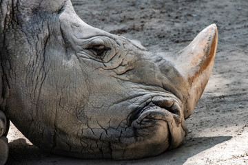Sad grey rhino endangered wild animal head portrait resting on the ground