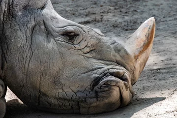 Foto op Plexiglas anti-reflex Sad grey rhino endangered wild animal head portrait resting on the ground © jordieasy