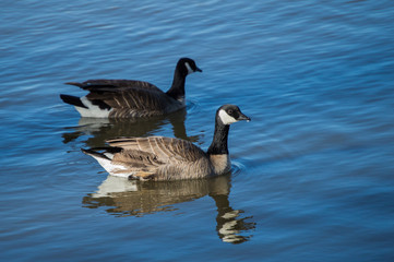 Naklejka na ściany i meble Canada Geese (Branta canadensis) Swimming on a murky lake in winter.