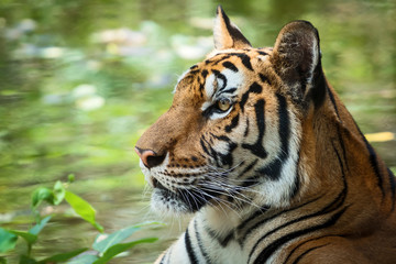 Portrait of tiger.