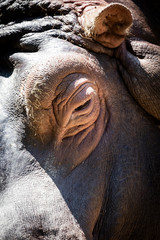 Fototapeta na wymiar Hippopotamus wildlife scene eye close up portrait
