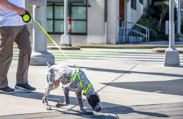 Hunting Labrador dog reads footprints on walk down the street