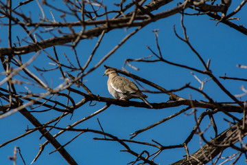 A White-winged Dove perched in a pecan tree.