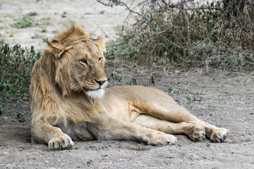 Fototapeta na wymiar male lion
