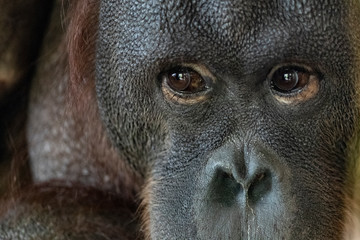 Eyes close up portrait of an orang-utan ape monkey wildlife © jordieasy