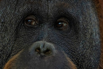 Eyes close up portrait of an orang-utan ape monkey wildlife © jordieasy