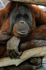 Orang-utan monkey ape portrait © jordieasy