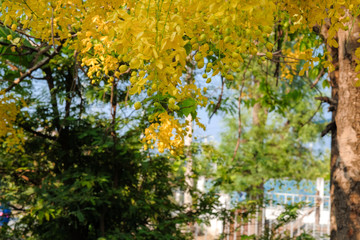 Yellow blooming cassia fistula in summer of Thailand with blue sky background.Yellow cassia fistula's National tree of Thailand 