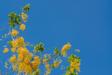 Yellow blooming cassia fistula in summer of Thailand with blue sky background.Yellow cassia fistula's National tree of Thailand