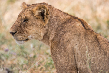female lioness