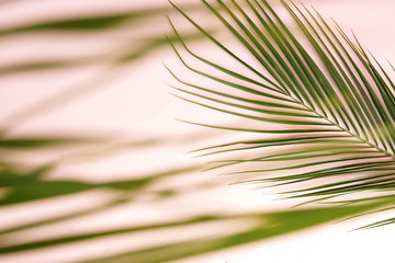 tropical green palm leaves pattern blur effect. Plant abstract background. flat lay, top view.copy space