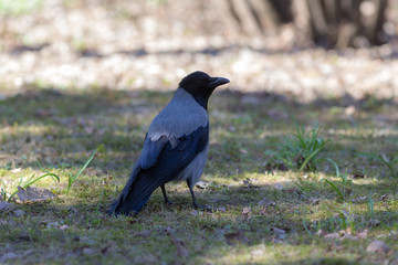 Obraz premium crow in spring
