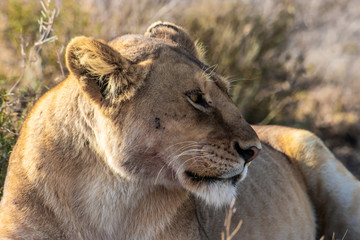 portrait of a lioness