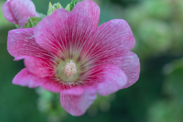 Colorful blooming Hollyhock flowers, Holly hock or Alcea rosea with blurred leaf background.Hollyhock in garden
