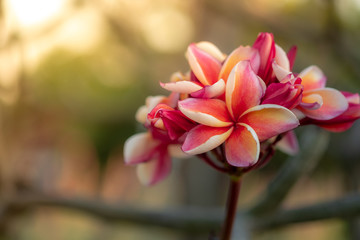 Closeup frangipani, Plumeria, Temple Tree, Graveyard Tree. Colorful blooming flower with light filter and green leaves background bokeh.