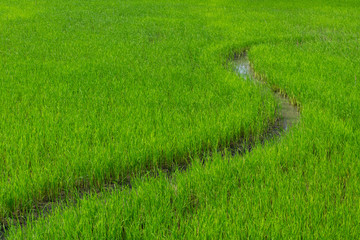 Paddy field with curve of water at evening