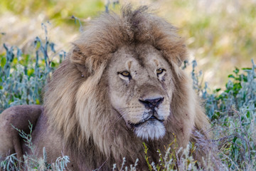 Fototapeta na wymiar portrait of a lion