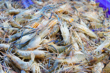 Stack of many fresh shrimp on fish market jetty. For seafood, food, kitchen, texture and background.