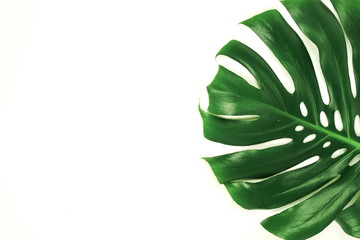 Fototapeta na wymiar monstera leaf green tropical plant isolated on white background top view close up. Copy space