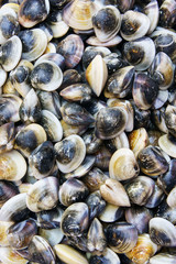 Stack of fresh Sea clams at fish market jetty. For seafood, food, kitchen, texture and background.