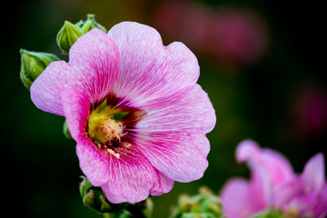Naklejka premium Colorful blooming Hollyhock flowers, Holly hock or Alcea rosea with blurred leaf background.Hollyhock in garden.