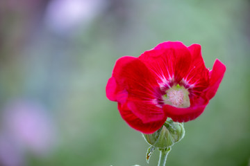 Colorful blooming Hollyhock flowers, Holly hock or Alcea rosea with blurred leaf background.Hollyhock in garden.