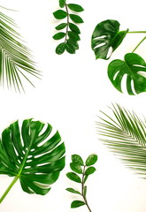 tropical green palm leaves, branches pattern frame on a white background. top view.copy space.abstract.