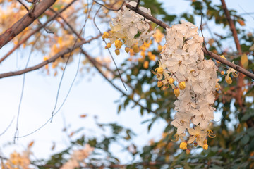 White and yellow Kanlapaphruek bloomming in the garden, Kanlapaphruek flower or cassia bakeriana is flower in summer of Thailand.