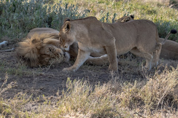 Fototapeta na wymiar male lion and lioness