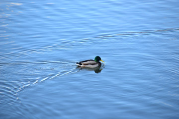 duck in water
