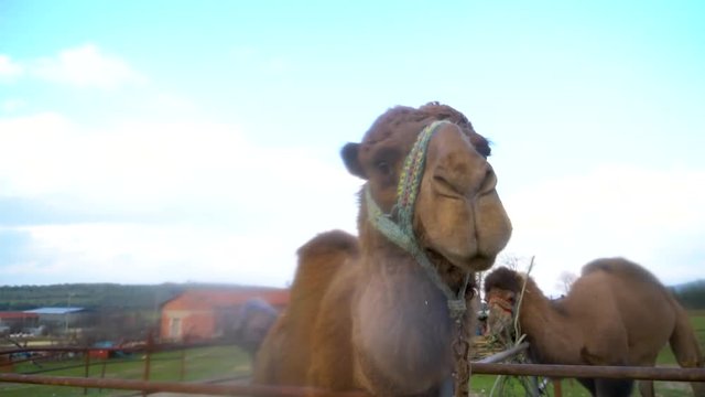 camels in a farm close up, su02