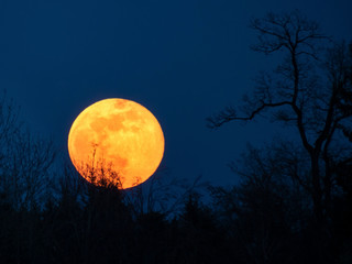 Fototapeta premium Vollmond