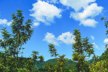 Forest landscapes and mountains with blue skies, blue clouds designed to be used as a background, Trees and blue sky.