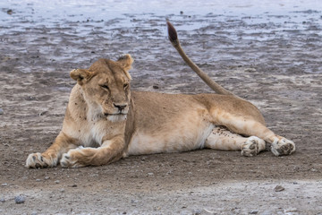 lioness near the water