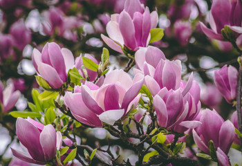 pink magnolia