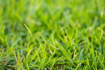 asian,background,beverage,bottle,breakfast,brew,brown,cafe,closeup,coffee,cold,cool,cream,cuisine,culture,cup,delicious,diet,drink,food,frappe,fresh,freshness,glass,healthy,ice,iced,isolated,milk,morn