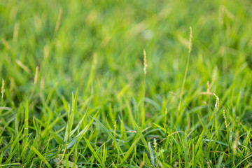 green grass