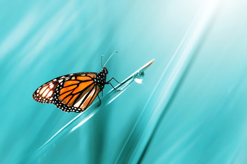 Monarch orange beautiful butterfly against the background of fantastic blue grass with a drop of...