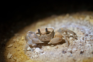 Beach crab