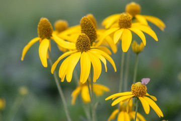 Field of Pink blooming yellow cosmos.Cosmos blooming in spring season.
