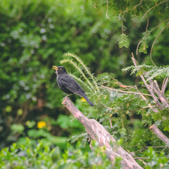 bird on a branch
