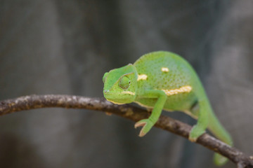 Obraz premium Chameleon (Flap-necked chameleon) in Botswana
