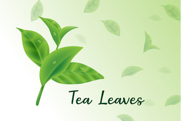 fresh green tea leaves vector realistic 3d, tea leaves pattern