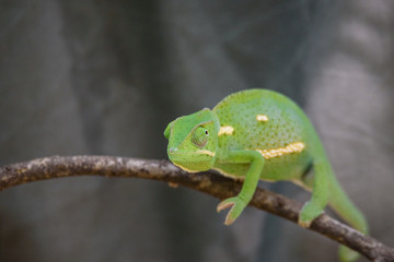 Chameleon (Flap-necked chameleon) in Botswana