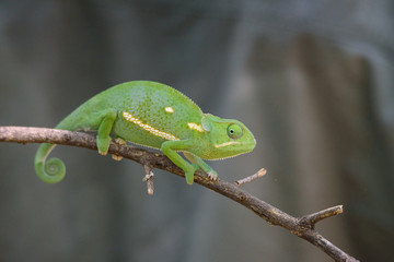 Chameleon (Flap-necked chameleon) in Botswana